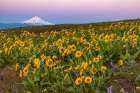 Spring wildflowers in full bloom on Dalles Mountain in Columbia Hills State Park near Lyle-Washingt Art Print
